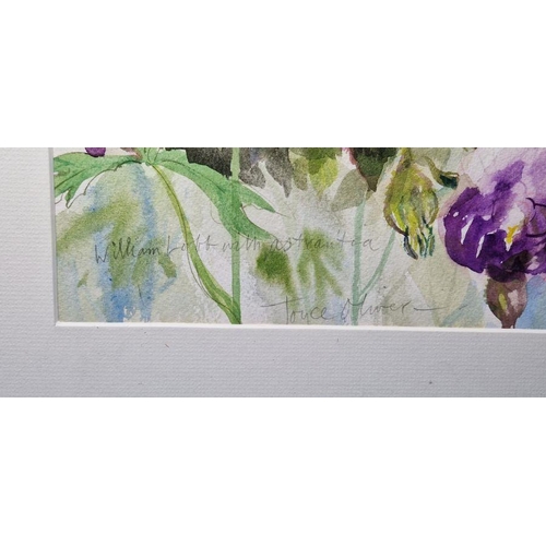 803 - Joyce Oliver 
 Watercolour 
 signed and titled in pencil lower left 'William Lobb and Astrantia', 50... 