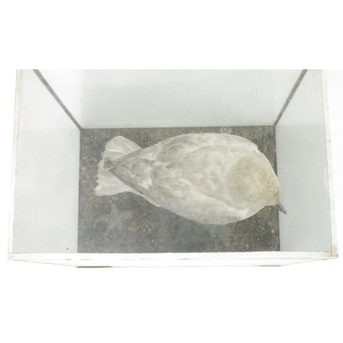 229 - Cased taxidermy Fulmar petrel (Fulmarus glacialis), 20th century, naturalistically posed on rocky ba... 