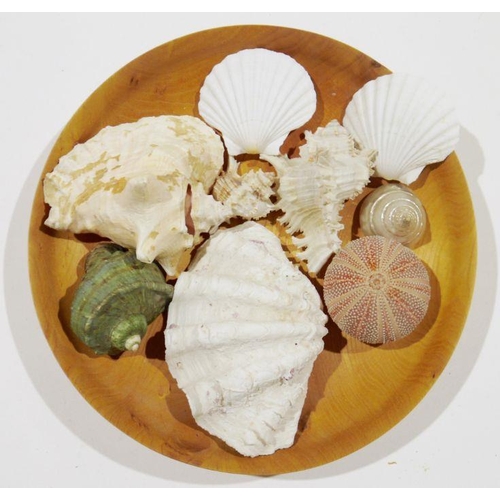 116 - Collection of seashells with a turned circular wooden dish bearing label for Chris Robinson Stroud, ... 