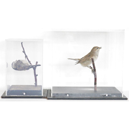 188 - Cased taxidermy Garden Warbler (Sylvia borin), 21.3cm high x 24.5cm x 15.8cm, two taxidermy Common R... 