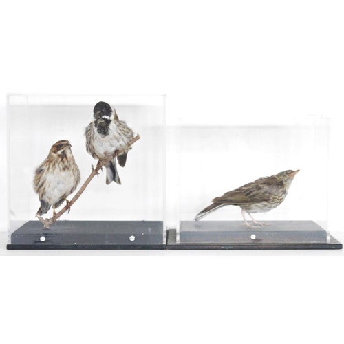 188 - Cased taxidermy Garden Warbler (Sylvia borin), 21.3cm high x 24.5cm x 15.8cm, two taxidermy Common R... 