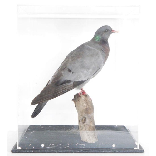 189 - Cased taxidermy Stock Dove (Columba oenas), modelled perched on a branch, within perspex case and eb... 