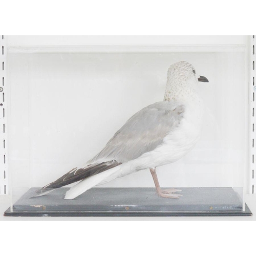 189 - Cased taxidermy Stock Dove (Columba oenas), modelled perched on a branch, within perspex case and eb... 