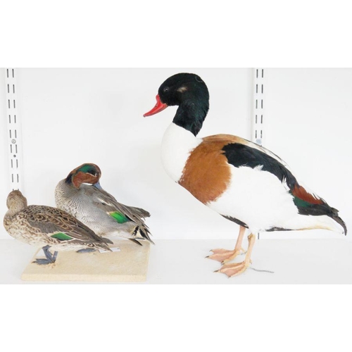 193 - Taxidermic Common Shelduck (Tadorna tadorna), modelled freestanding, 36cm high x 36cm wide and two E... 