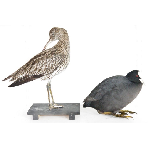 194 - Taxidermy Eurasian Curlew (Numenius arquata), modelled freestanding on a black painted wooden base, ... 