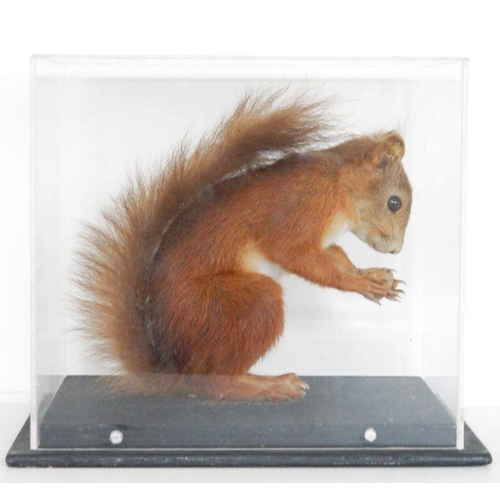 196 - Cased taxidermy Eurasian Red Squirrel (Sciurus vulgaris), modelled with a nut in its paws, in a pers... 