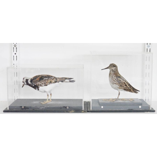 197 - Cased taxidermy Jack Snipe (Lymnocryptes minimus), modelled standing on grassy mossy ground and a ca... 