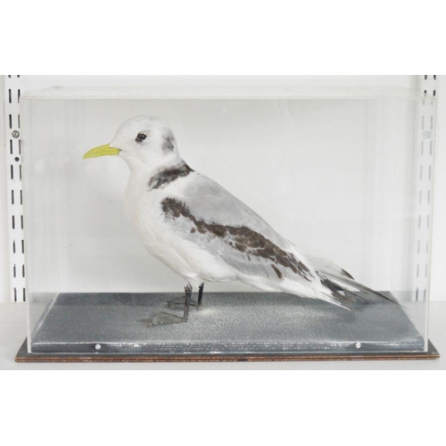 199 - Cased taxidermy Black-Legged Kittiwake (Rissa tridactyla), modelled standing, within a perspex case ... 