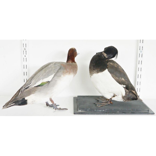 200 - Taxidermy Northern shoveler (Spatula clypeata), modelled freestanding, 26cm high, a taxidermy Tufted... 