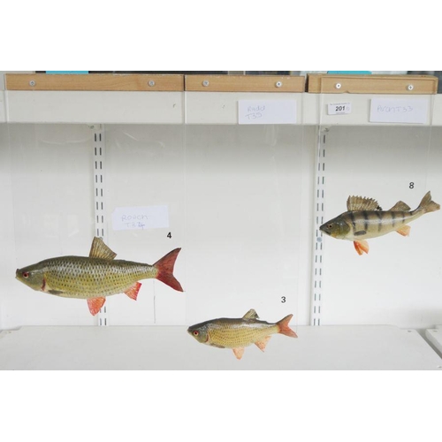 201 - Three taxidermy fish comprising a European Perch (Perca fluviatilis) and two Rudd (Scardinius erythr... 