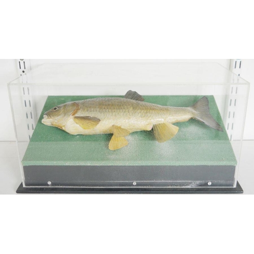 202 - Cased taxidermy fish, perhaps a Chub (Squalius cephalus) mounted on a green fabric stand within pers... 