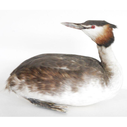 204 - Red throated diver (Gavia stellata), in winter plumage model diving on a painted wooden stand, 57cm ... 