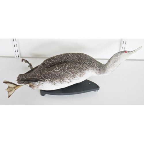 204 - Red throated diver (Gavia stellata), in winter plumage model diving on a painted wooden stand, 57cm ... 