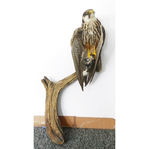 205 - Taxidermy Eurasian Hobby (Falco subbuteo) model perched gripping prey in its claw on a tree stump ba... 