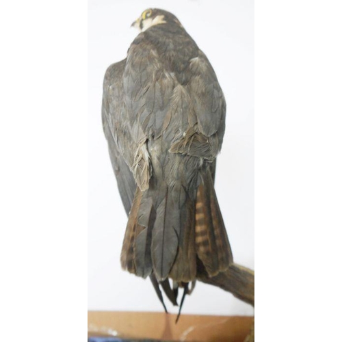 205 - Taxidermy Eurasian Hobby (Falco subbuteo) model perched gripping prey in its claw on a tree stump ba... 