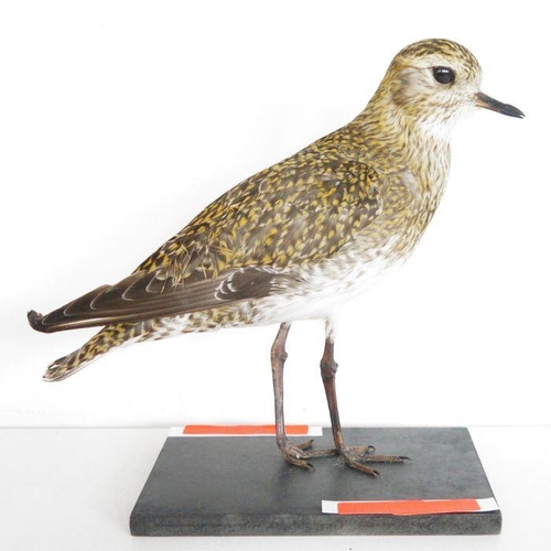 206 - Taxidermy European Golden Plover (Pluvialis apricaria) model standing on a painted wooden base, 21cm... 