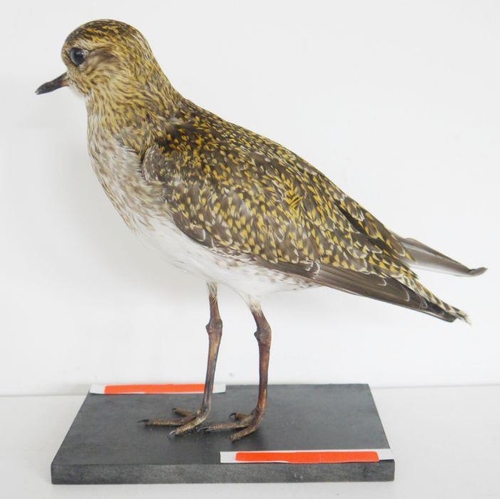 206 - Taxidermy European Golden Plover (Pluvialis apricaria) model standing on a painted wooden base, 21cm... 