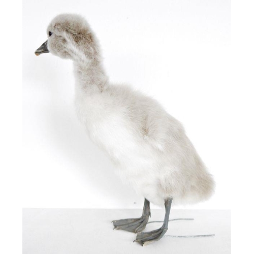 208 - Taxidermy swan cygnet (Cygnus olor) model freestanding, 31cm high approx.