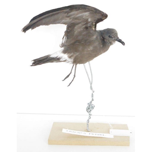 209 - Taxidermy Leach's Storm Petrel (Hydrobates leucorhous) modelled in flight supported on a wire and wo... 