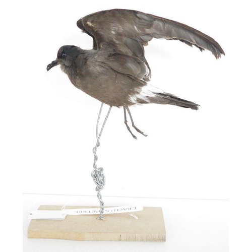 209 - Taxidermy Leach's Storm Petrel (Hydrobates leucorhous) modelled in flight supported on a wire and wo... 