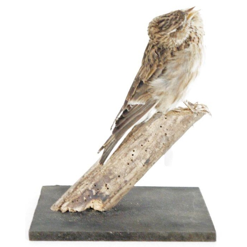 211 - Taxidermy Eurasian Skylark (Alauda arvensis) model perched on a tree stump in song, on a painted woo... 