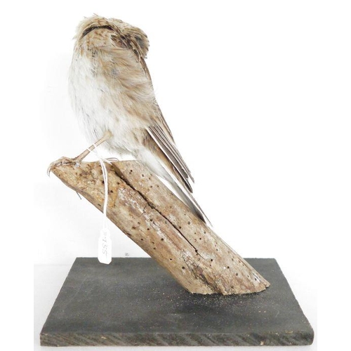 211 - Taxidermy Eurasian Skylark (Alauda arvensis) model perched on a tree stump in song, on a painted woo... 