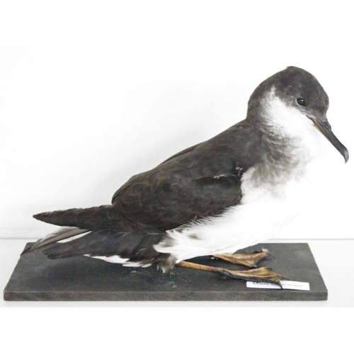 213 - Taxidermy Manx Shearwater (Puffinus puffinus) modelled seated on a black painted wooden base, 24cm l... 