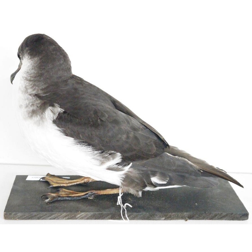 213 - Taxidermy Manx Shearwater (Puffinus puffinus) modelled seated on a black painted wooden base, 24cm l... 