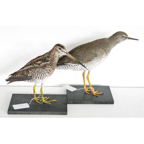 214 - Taxidermy Common Snipe (Gallinago gallinago) model standing on black painted wooden base, together w... 