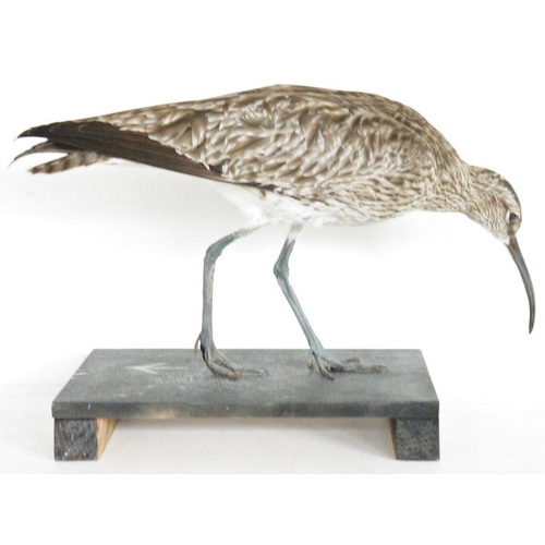 215 - Taxidermy Eurasian Whimbrel (Numenius phaeopus) modelled standing on a black painted base, 28cm long... 