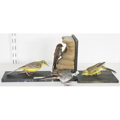 216 - Eight taxidermy birds comprising two yellow wagtails (Motacilla flava) on painted wooden bases, a Pi... 