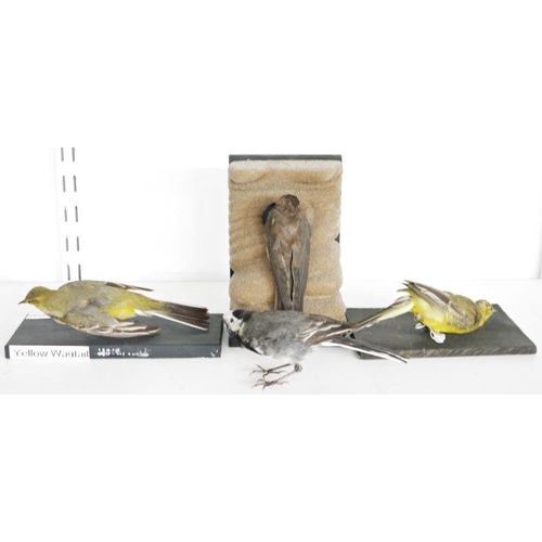 216 - Eight taxidermy birds comprising two yellow wagtails (Motacilla flava) on painted wooden bases, a Pi... 