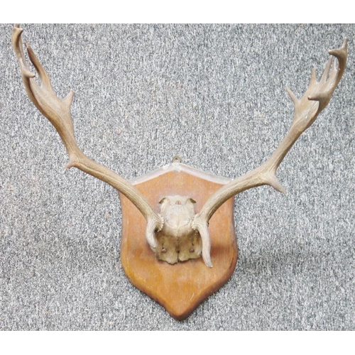 219 - Set of antlers on oak shield-shaped mount with eight points, width between antlers 57cm and approx. ... 