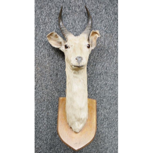 220 - Taxidermy antelope head and horns on shield-shaped oak wall mount, 72.5cm high