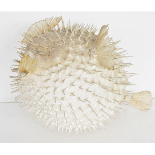 223 - Taxidermy Puffer Fish, 25cm long approx.