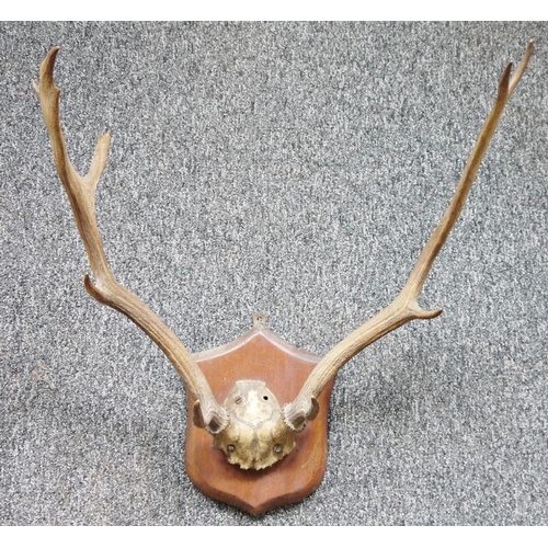 224 - Oak mounted set of five point antlers on shield-shaped wall mount, 50cm wide x 54cm high approx.