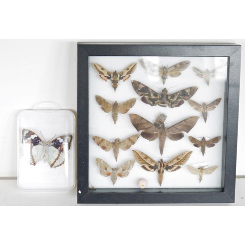 225 - Framed and glazed display of specimen butterflies including Pachylia darceta, Pachysphinx modesta, w... 