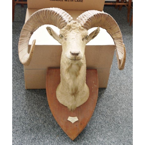 226 - Big horn sheep's head and spiralling horns on shield-shaped oak mount, the mounts bearing plaque tit... 