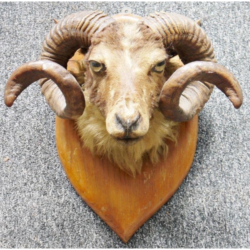 227 - Taxidermy ram, on oak shield-shaped wall mount with two spiralling horns, 44cm high