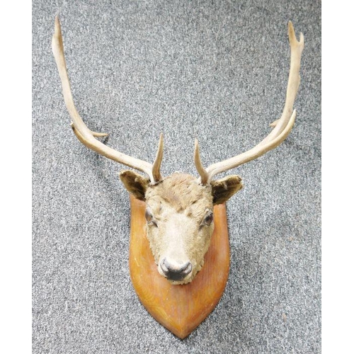 228 - Taxidermy red deer's head with six point antlers on oak shield-shaped wall mount, 67cm wide overall ... 