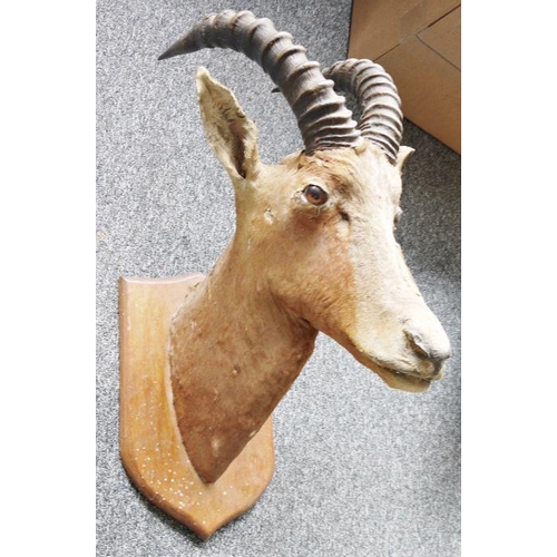 229 - Taxidermy Ibex antlers on shield-shaped oak wall mount, 84cm high