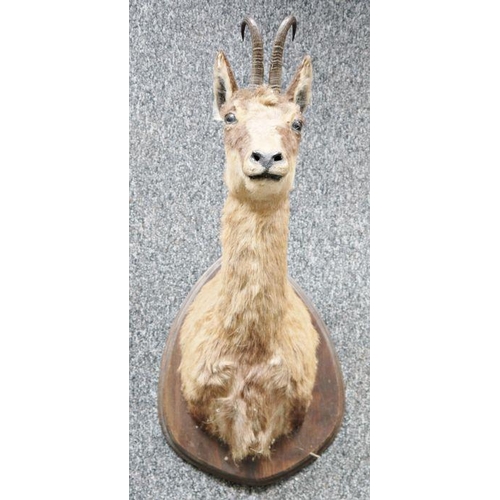 231 - Taxidermy Chamois (Rupicapra rupicapra) on a stained wood mount, 59cm high overall including mount