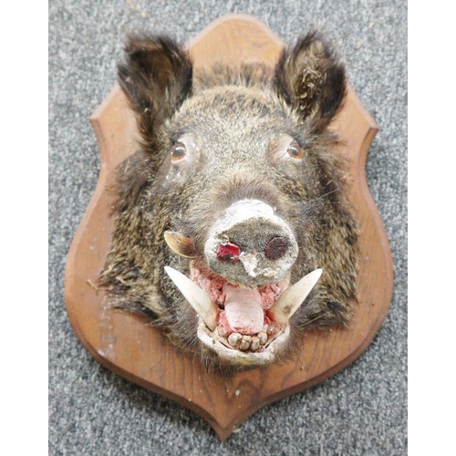 233 - Taxidermy Boar's head on oak shield-shaped wall mount, 52cm high overall