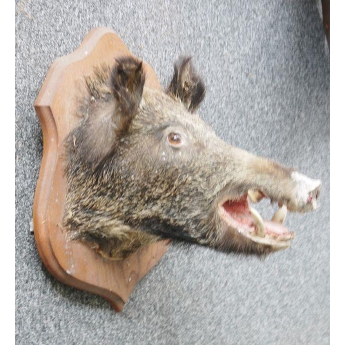 233 - Taxidermy Boar's head on oak shield-shaped wall mount, 52cm high overall