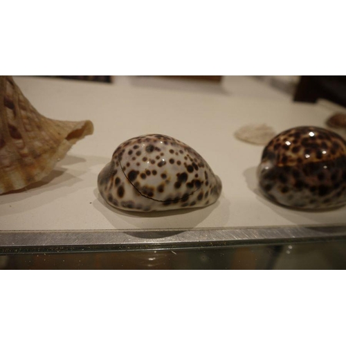 122 - Collection of seashells and other related items including a large clamshell, several tiger cowrie sh... 