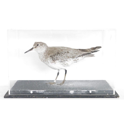 187 - Cased Red Knot (Calidris canutus), modelled standing within a perspex ebonised rectangular case, 19c... 