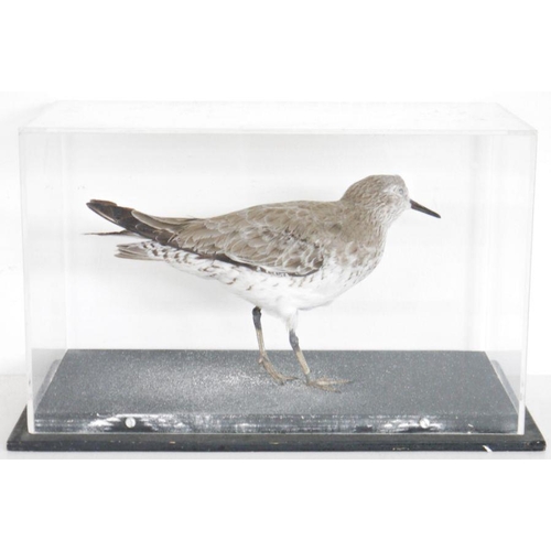 187 - Cased Red Knot (Calidris canutus), modelled standing within a perspex ebonised rectangular case, 19c... 