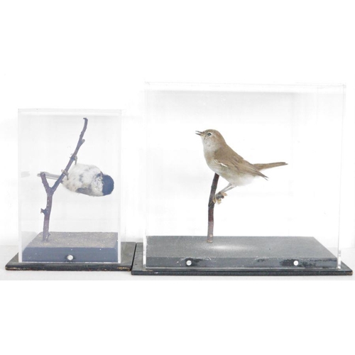 188 - Cased taxidermy Garden Warbler (Sylvia borin), 21.3cm high x 24.5cm x 15.8cm, two taxidermy Common R... 