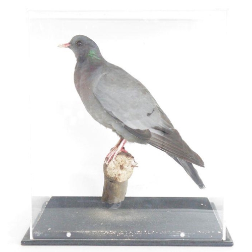 189 - Cased taxidermy Stock Dove (Columba oenas), modelled perched on a branch, within perspex case and eb... 