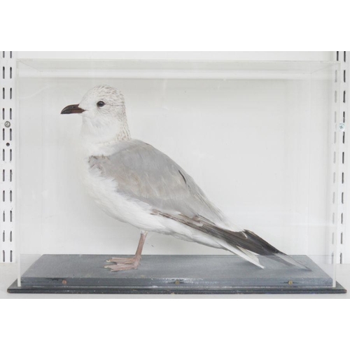 189 - Cased taxidermy Stock Dove (Columba oenas), modelled perched on a branch, within perspex case and eb... 